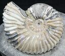 Iridescent Deschaesites & Aconeceras Ammonites #34631-2